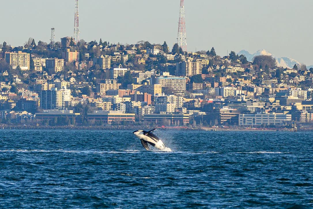 An orca breaching in front of the Seattle shoreline