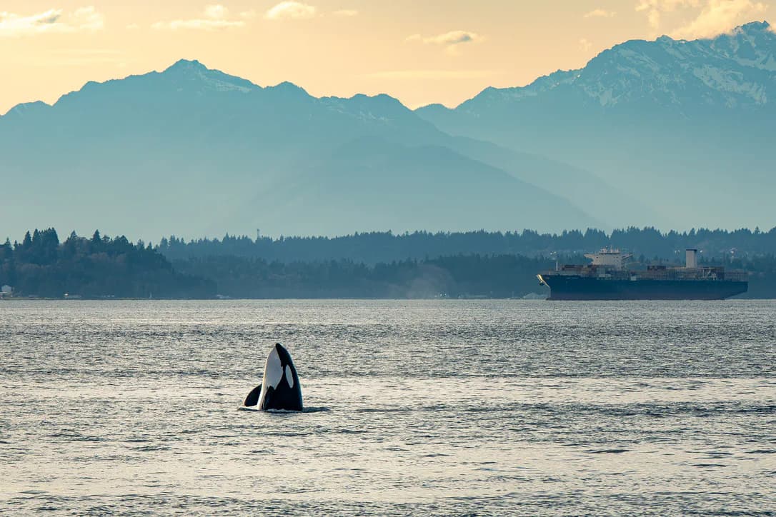 An orca spyhopping with mountains and a ship in the distance
